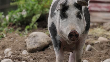 Schwarzes-Schwein-Auf-Einem-Bauernhof.