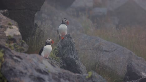 Atlantic-puffin-(Fratercula-arctica),-on-the-rock-on-the-island-of-Runde-(Norway).