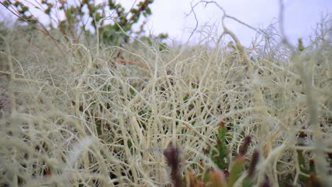 Arktischen-Tundra.-Schöne-Natur-Norwegen-Naturlandschaft.