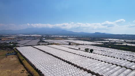 Aerial-view-of-Large-blueberry-Plantation-in-Michoacán-Mexico