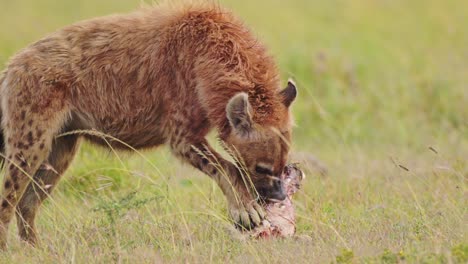 Slow-Motion-Shot-of-Scavenger-Hyena-feeding-on-the-bones-of-animal-prey,-ripping-meat-and-fur-from-carcus-in-close-up-of-African-Wildlife-in-Maasai-Mara-National-Reserve,-Kenya