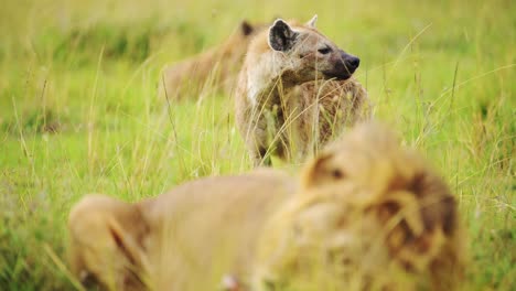 Slow-Motion-Shot-of-Hyenas-waiting-to-get-on-a-kill,-order-of-food-chain-in-the-Maasai-Mara-National-reserve,-exciting-African-Wildlife,-Kenya,-Africa-Safari-landscape-in-Masai-Mara-North-Conservancy