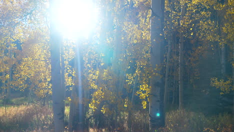Taylor-River-Gunnison-Crested-Butte-golden-hour-last-light-flare-bright-vibrant-yellow-Aspen-tree-forest-stunning-incredible-leaves-falling-cinematic-slide-left-movement