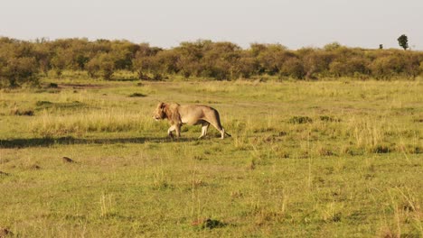 Zeitlupe-Männlicher-Löwen-Beim-Gehen-Und-Herumstreifen,-Afrikanische-Tiere-Auf-Afrikanischer-Wildtiersafari-In-Der-Masai-Mara-In-Kenia-In-Der-Masai-Mara,-Steadicam-Tracking-Gimbal-Nach-Aufnahme-Mit-Buschbüschen-Und-Grasland