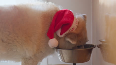 Akita-Inu-dog-wearing-a-Christmas-Santa-hat,-indulging-in-ginger-cookies-with-soft-furry-ears