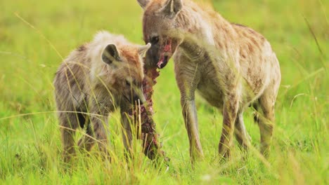 Toma-En-Cámara-Lenta-De-Caras-Cercanas-De-Hienas-Con-Presas-Alimentándose-De-Presas-Rescatadas-En-La-Exuberante-Hierba-De-La-Conservación-Del-Norte-De-Masai-Mara,-Vida-Silvestre-Africana-En-La-Reserva-Nacional-De-Masai-Mara,-Kenia