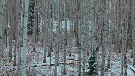 Espenwald-Luftaufnahme-Filmische-Drohne-Kebler-Pass-Crested-Butte-Gunnison-Colorado-Jahreszeiten-Frühherbst-Espenbaum-Rot-Gelb-Orange-Wald-Winter-Erster-Schnee-Pulver-Felsige-Berge-Bewölkt-Rückenbewegung