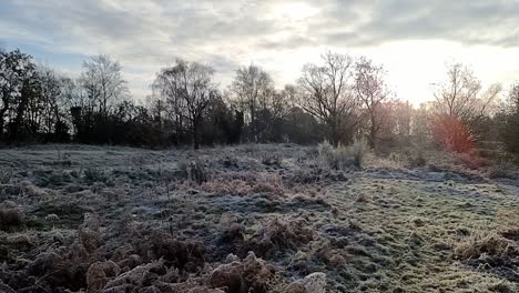 Icy-hoar-frost-covering-woodland-park-open-grassy-field-and-fern-foliage-under-sunrise-sky
