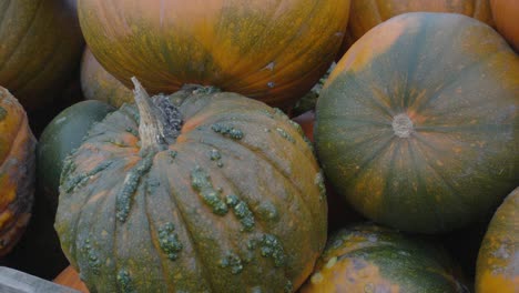Large-Pumpkins-discoloured-with-green-and-blisters-on-skin-in-crate