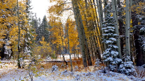 Fallende-Goldene-Blätter-Kebler-Pass-Colorado-Filmisch-Gefrostet-Kalter-Morgen-Herbst-Wintersaison-Kollidieren-Zuerst-Weißer-Schnee-Rot-Gelb-Orange-Espenbaum-Wald-Felsige-Berge-Atemberaubende-Folie-Nach-Links