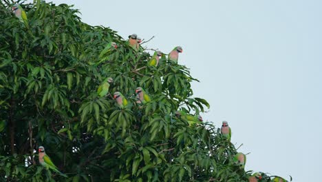 Flock-enjoying-the-morning-cold-while-perched-on-their-own-positions-while-one-bird-flies-up-to-reposition,-Red-breasted-Parakeet-Psittacula-alexandri,-Thailand