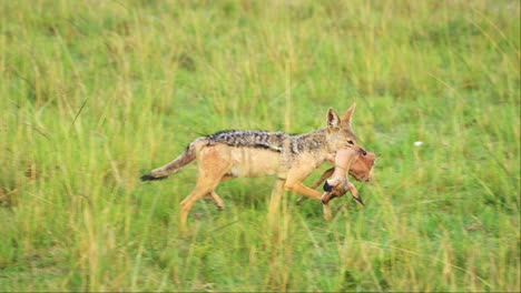 Toma-En-Cámara-Lenta-De-Chacal-Llevando-Cabeza-De-Antílope-En-La-Boca-Para-Mover-Presas-Para-Alimentarse-Y-Comer,-Increíble-Vida-Silvestre-Africana-En-Kenia,-Peligrosos-Animales-De-Safari-En-África