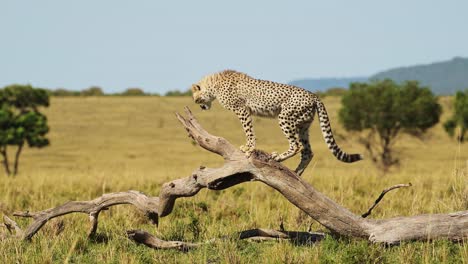 Slow-Motion-of-Young-Baby-Cheetah-Cub-Playing,-Climbing-Dead-Tree-in-African-Savanna-Landscape-Scenery-in-Masai-Mara,-Maasai-Mara-Savannah-Plains-Scene,-African-Wildlife-Safari-Animals