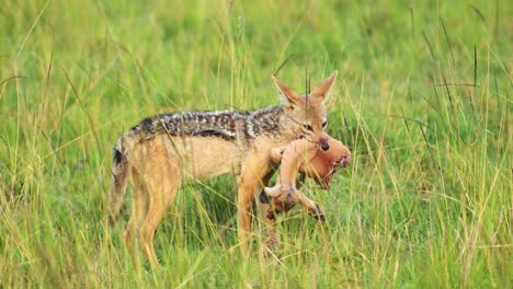 Toma-En-Cámara-Lenta-De-Chacal-Llevando-Cabeza-De-Antílope-En-La-Boca-Para-Mover-Presas-Para-Alimentarse-Y-Comer,-Increíble-Vida-Silvestre-Africana-En-Kenia,-Peligrosos-Animales-De-Safari-En-África