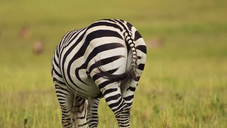 Zeitlupenaufnahme-Des-Zebrahecks-Aus-Nächster-Nähe-Mit-Streifen-Und-Sich-Bewegendem-Schwanz,-Afrikanische-Tierwelt-Im-Masai-Mara-Nationalreservat,-Kenia,-Afrikanische-Safaritiere-Im-Naturschutzgebiet-Masai-Mara-Nord