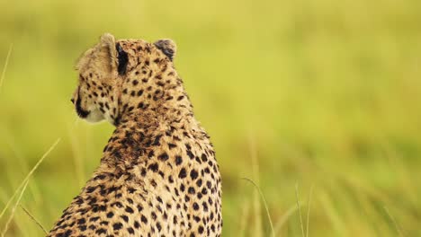 Slow-Motion-Shot-of-Close-up-of-Cheetah-head-surveying-the-lanscape-searching-for-prey,-detail-of-fur-and-spotted-markings,-African-Wildlife-in-Maasai-Mara-National-Reserve