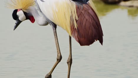 Slow-Motion-Shot-of-Beautiful-Grey-Crowned-Cranes-on-Mara-river-bank-as-water-flows-in-a-calming-tranquil-scene,-African-Wildlife-in-Maasai-Mara,-Kenya,-Africa-Safari-Animals-in-Masai-Mara