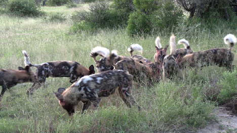 Una-Jauría-De-Perros-Salvajes-Africanos-Alimentándose-Frenéticamente-De-Un-Antílope-Recién-Sacrificado.