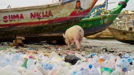 Schwein-Durchsucht-Plastikmüll-Von-Fischerbooten-Am-Strand-In-Ghana