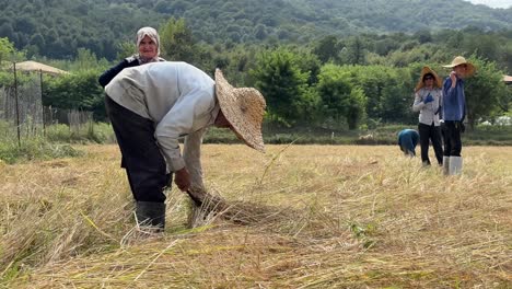 Grüne-Natur,-Familie,-Die-Auf-Dem-Bauernmarkt-Arbeitet,-Und-Paar,-Das-Im-Reisfeld-Im-Iran-Arbeitet,-Waldlandschaft,-Wanderkonzept-Und-Berghintergrund,-Das-Touristische-Erlebnis,-Die-Kultur-Der-Einheimischen-Im-Sommer