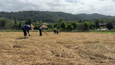 Una-Familia-Recolectando-Racimos-De-Arroz-En-El-Campo-Arrozal-En-La-Temporada-De-Verano-Trabajo-Familiar-En-La-Industria-Agrícola-La-Gente-Local-Usa-Sombrero-De-Mimbre-Usando-Stickle-En-El-Paisaje-Natural-De-Montaña-Verde