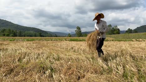 Harvest-season-to-collect-rice-bunch-in-the-field-paddy-by-farmer-in-Iran-agriculture-industry-in-rasht-gilan-farmer-market-foothills-green-forest-hill-mountain-landscape-wide-view-of-fresh-nature