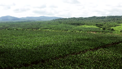 Panoramic-drone-shot-of-banana-plantation