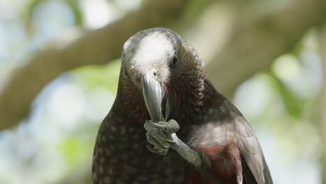 Neuseeland-Kaka-Papagei-Füttert-Nuss-Mit-Seiner-Klaue