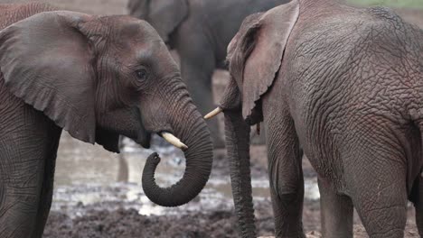 Group-Of-Elephants-In-Aberdare-National-Park-Natural-Habitat-In-Kenya,-East-Africa
