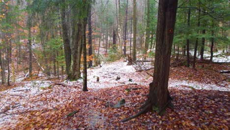Dolly-along-forested-mountain-path-littered-with-red-leafs-amidst-snow-on-ground-between-leaveless-trees