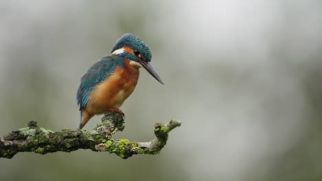 Close-up-static-shot-of-a-beautiful-kingfisher-perched-on-an-moss-and-lichen-covered-branch-looking-around,-slow-motion