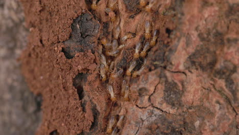 Following-track-of-the-termite-workers-as-they-move-along-the-tree-trunk-constructing-their-home