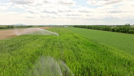 Fly-Over-Sprinkler-Jets-Irrigating-A-Vegetable-Field-In-Marchfeld-Cropland-Region-In-Austria