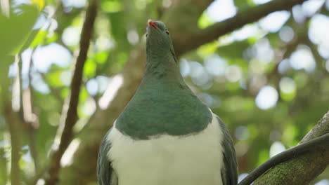 Native-Wood-Pigeon-Kereru-Inside-The-Forest-Near-Wellington-North-Coast,-New-Zealand