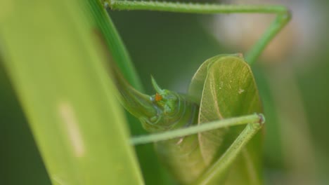 anus-of-green-Grasshopper-sitting-On-Green-Plant-Leaf
