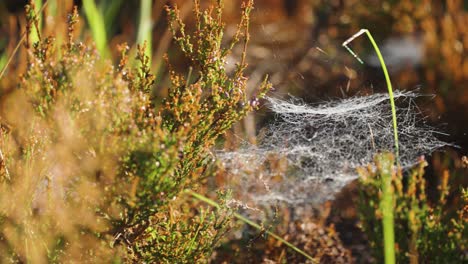 Ein-Gewirr-Dünner-Spinnweben,-übersät-Mit-Morgentau-Auf-Dem-Waldboden