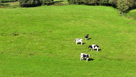 Aerial,-parallax-footage-of-small-cattle-herd-grazing,-Dutch-countryside