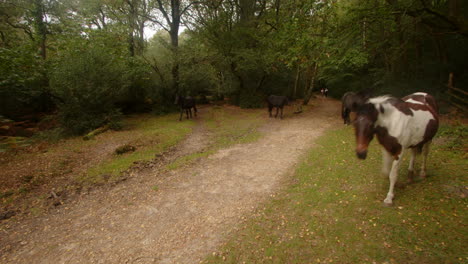 4-New-Forest-ponies-walk-up-a-forest-track-and-then-out-of-frame-in-the-New-Forest