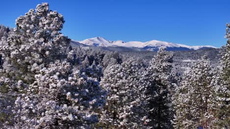 Christmas-first-snow-Evergreen-Front-Range-Denver-Mount-Blue-Sky-Evans-aerial-cinematic-drone-crisp-freezing-cold-morning-beautiful-blue-sky-upward-jib-frosted-pine-trees-reveal-motion