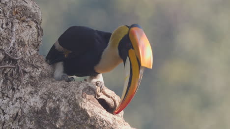 Male-Great-Pied-Hornbill-feeding-the-Female-and-chick-in-the-nest-with-figs-,-regurgitating-from-its-crop-to-massive-beak