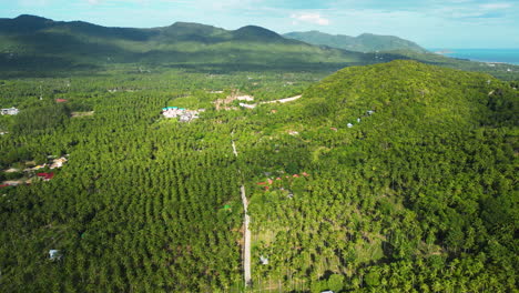 Panoramic-aerial-of-palm-tree-forest-in-Koh-Tao,-Palm-Tree-landscape,-Thailand