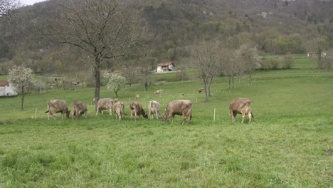 cows-in-pasture-on-spring-day,-wide-static-shot-of-cattle-grazing-in-field-in-Slovenia