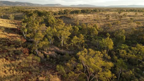 Grüne-Bäume-Und-Pflanzen-Inmitten-Der-Australischen-Wüste-An-Sonnigen-Tagen---Drohnen-Umlaufbahnaufnahme