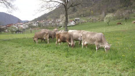 Vacas-Pastando-En-El-Campo,-Pueblo-En-El-Fondo,-Tiempo-De-Primavera,-Plano-Estático-Amplio
