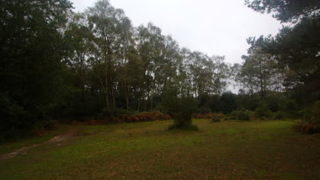 wide-shot-of-a-clearing-with-trees-and-bracken-surrounding-and-a-bush-in-the-middle-it-in-the-New-Forest