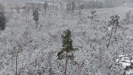 Luftaufnahme-Eines-Verschneiten-Waldes-In-Norddeutschland