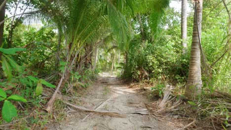 Walk-through-path-between-palm-trees,-bushes-and-trees---tracking-shot
