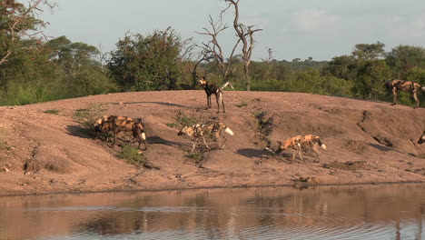 Ein-Rudel-Afrikanischer-Wildhunde-Läuft-Lässig-An-Einem-Wasserloch-In-Südafrika-Vorbei