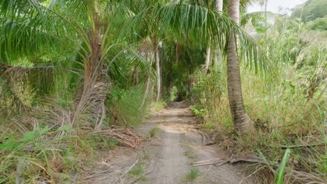 Smooth-tracking-shot-through-path-between-palm-trees,-bushes-and-trees