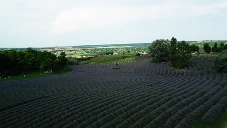 Drone-perspective-close-to-a-lavender-field